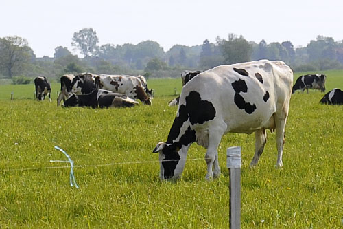 Produkcja mleka w Polsce stanęła na granicy opłacalności - alarmują hodowcy krów. Teraz cena za litr to 1,1 zł. Rolnicy uważają, że powinna być przynajmniej o kilkadziesiąt groszy wyższa. Wskazują też na przyczyny spadającej ceny skupu.