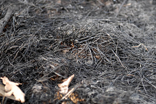 15 hektarów skoszonego zboża płonie w miejscowości Biały Zdrój w powiecie świdwińskim. Ogień wybuchł w poniedziałek po południu i rozprzestrzeniał się w kierunku lasów, ale strażacy w porę opanowali pożar.