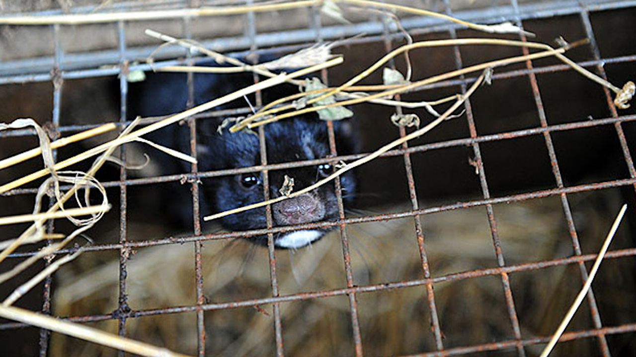 Hodowle zwierząt na futra zostaną zakazane. Przedsiębiorcy prowadzący fermy będą zobowiązani do wygaszenia działalności do końca 2033 roku. Ci, którzy zrobią to do 2031 roku, będą mogli uzyskać odszkodowanie - zdecydowali posłowie, nowelizując ustawę o ochronie zwierząt.