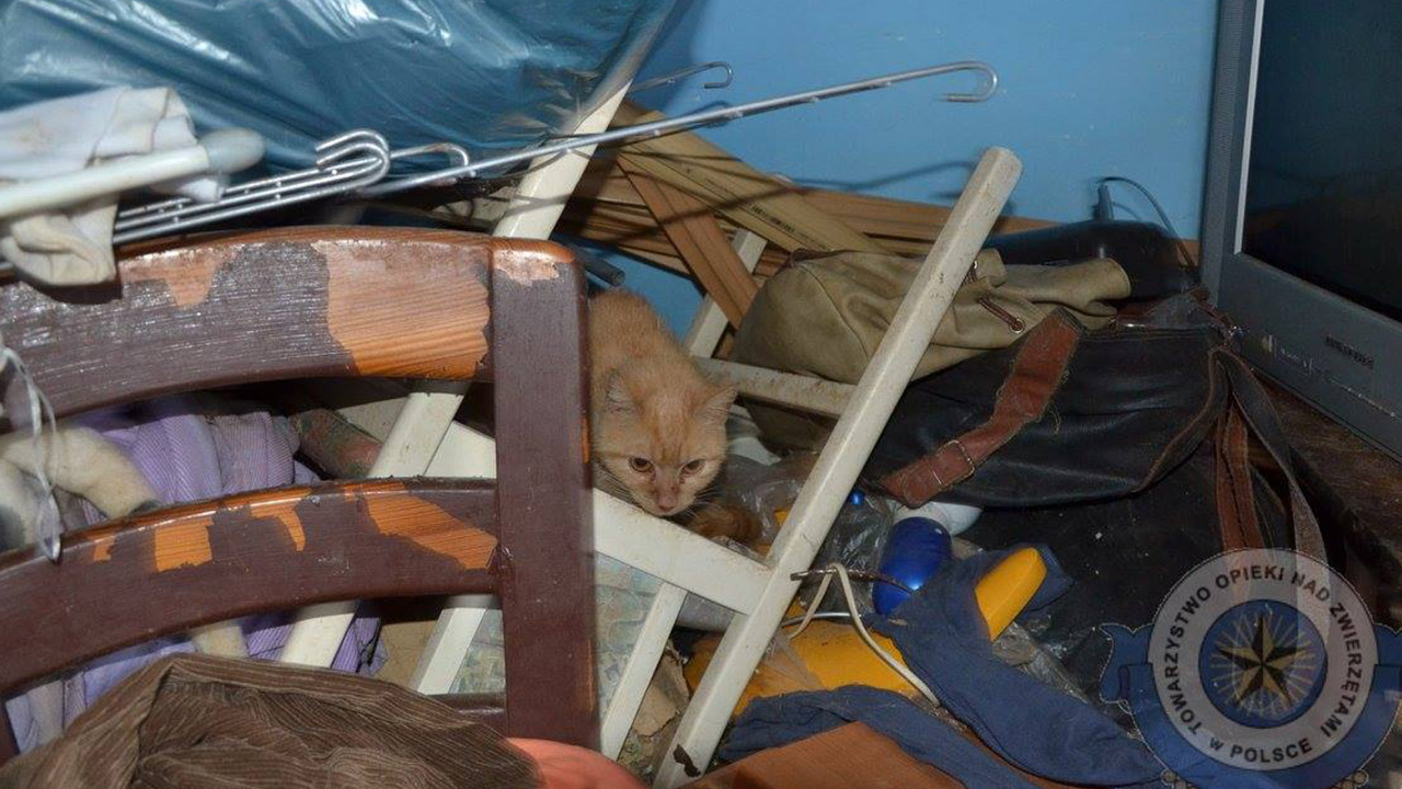 Ostatnia szansa aby wspomóc Paczkę dla zwierzaka. W poniedziałek kończy się zimowa zbiórka darów dla zwierząt organizowana przez szczeciński oddział Towarzystwa Opieki nad Zwierzętami.