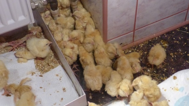 Pani Sandra prowadzi fundację Pro Equo, która pomaga zwierzętom. Pisklaki trafiły do niej we wtorek z jednej z ferm z naszego województwa.