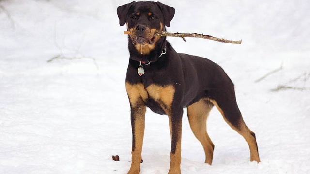 Postępowanie w sprawie pogryzienia pięciolatka przez agresywne rottweilery prowadzi policja w Dębnie.