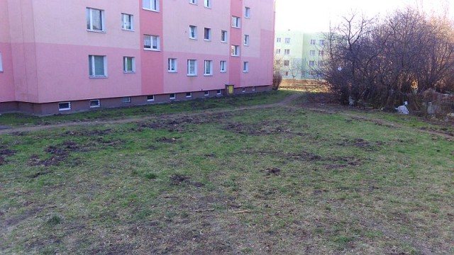 Przez łagodną zimę dziki zamiast uciekać do lasu, szukają pożywienia na działkach i na międzyosiedlowych trawnikach.