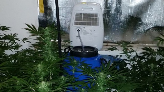 Trzy plantacje konopi indyjskich w ciągu dwóch tygodni wykryli policjanci z Gryfina. Kryminalni prowadzą śledztwo w tej sprawie, ale nie chcą mówić o szczegółach. Niewykluczone, że chodzi o gang zajmujący się produkcją narkotyków na dużą skalę.