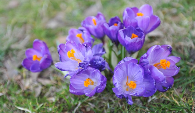 Koncerty, wspólne pieczenie chleba, grillowanie i wystawa fotografii - w Marianowie pod Stargardem Szczecińskim w sobotę Majówka ze Sztuką - z Sydonią w tle.