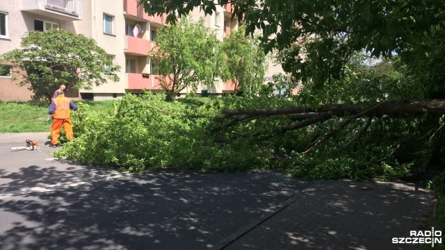 Na ulicy Rapackiego w Szczecinie przewróciło się drzewo. Do zdarzenia doszło w niedzielę po godz. 14. Nikomu nic się nie stało.