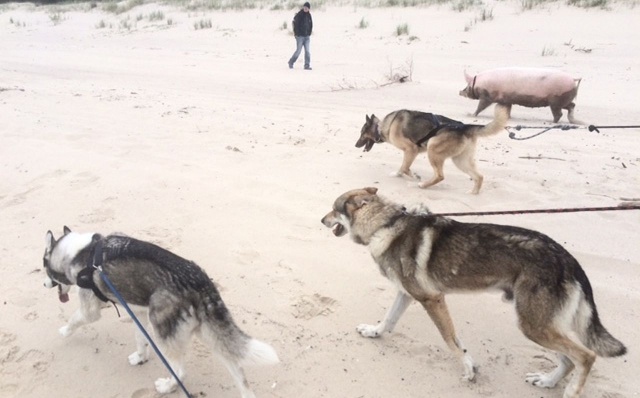 Marsz 520 kilometrów wystartował ze Świnoujścia. Uczestnicy chcą przejść całe wybrzeże.
