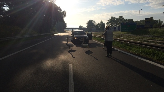 Niecodzienni piesi na autostradzie A6 niedaleko Kołbaskowa w kierunku Berlina.