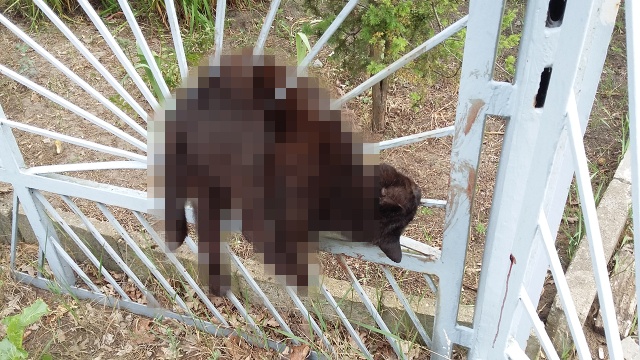 Kot, który zaklinował się w szczeblach metalowej bramy konał w męczarniach. Służby wezwane do interwencji przerzucały się odpowiedzialnością. Pomoc nadeszła, ale rozstrzyganie do kogo należy teren: do Polic czy do Szczecina trwało tak długo, że zwierzę nie przeżyło.