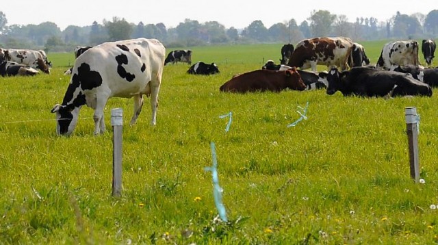 To co cieszy klientów, spędza sen z powiek rolnikom. Hodowcy krów od kilku miesięcy alarmują, że produkcja mleka stanęła na granicy opłacalności.