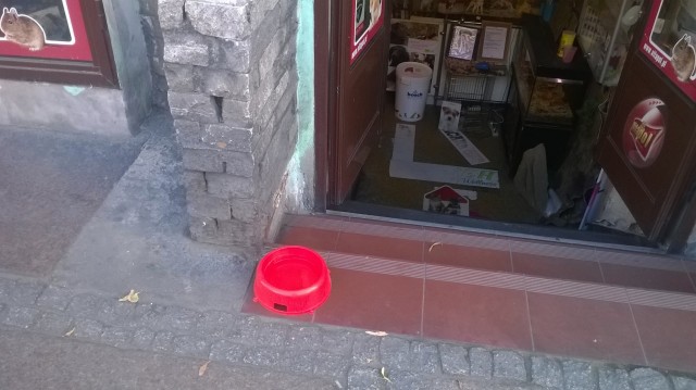 Miski z wodą dla psów wystawiają szczecinianie. Dotąd jest ich około 30. To efekt facebookowej akcji Psi Szczecin.