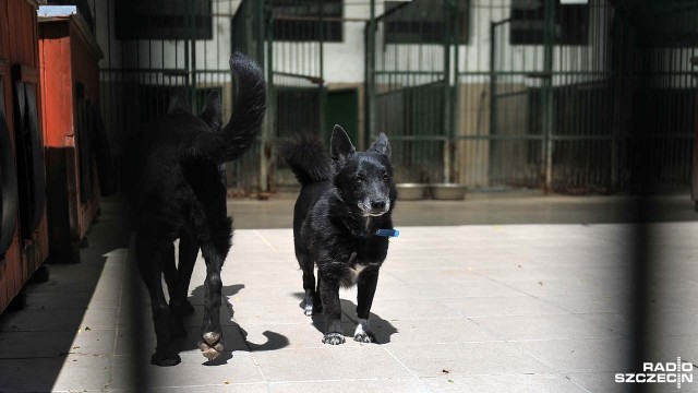 Szczecińskie schronisko dla bezdomnych zwierząt wciąż bez kierownika. Komisja zdecydowała, że żaden z 11 kandydatów nie nadaje się do pełnienia tej funkcji.