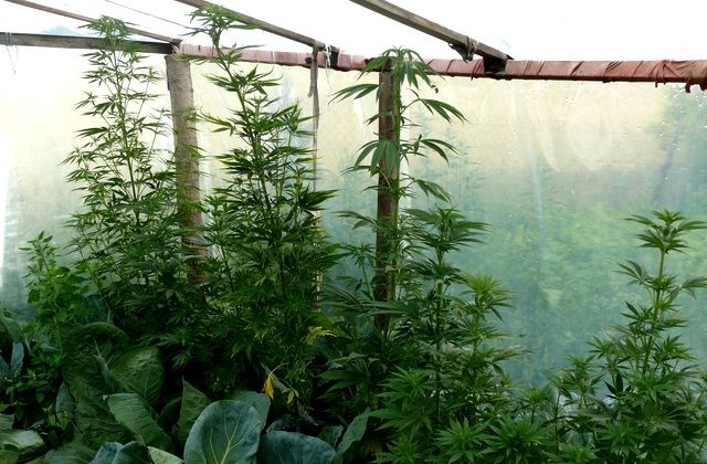 Do aresztu za prowadzenie plantacji konopi indyjskich trafił mieszkaniec jednej z miejscowości pod Myśliborzem.