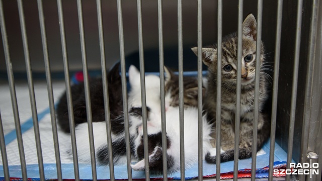 Ponad setka kotów czeka na adopcję w szczecińskich schroniskach. Mieszkańcy znajdują je w piwnicach, na klatkach schodowych czy podwórkach.