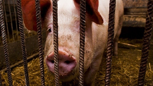 Rosja nie będzie kupować żywności od kolejnych państw, które wspierały sankcje gospodarcze Unii Europejskiej wobec Kremla.