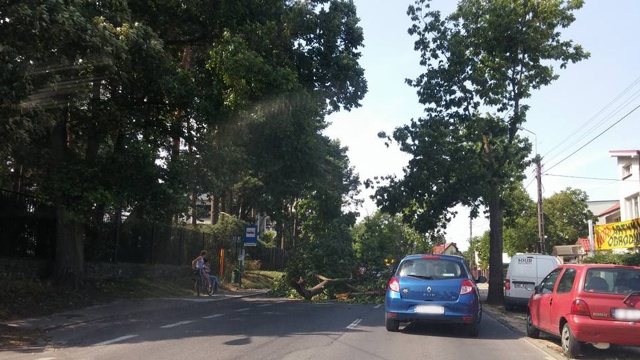Przed godziną 14 na Bezrzeczu drzewo spadło na jezdnię.