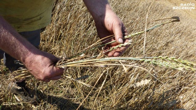 Około 54 mln złotych - tyle mogą wynieść straty zachodniopomorskich rolników w związku z suszą. Tak wynika z szacunków Urzędu Wojewódzkiego w Szczecinie.
