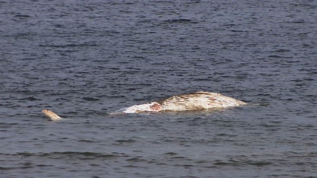 Martwego ssaka wypatrzyli w sobotę plażowicze w Stegnie w pobliżu Gdańska. Nie wiadomo, jak wieloryb znalazł się w Bałtyku i jakie były przyczyny jego śmierci.