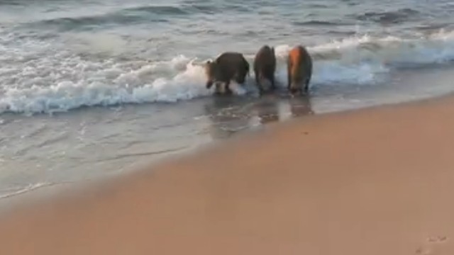 Dziki wchodzą na plażę w Międzyzdrojach i kąpią się w Bałtyku - informują nas turyści.