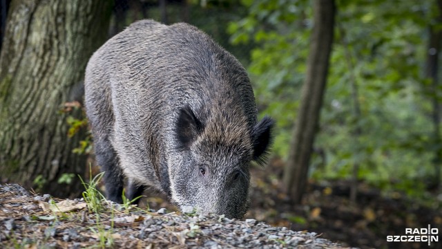 Przez trzy dni dzik błąkał się po podwórku, ale żadne służby się nim nie zainteresowały. O sprawie w magazynie Czas Reakcji opowiadała słuchaczka Radia Szczecin.