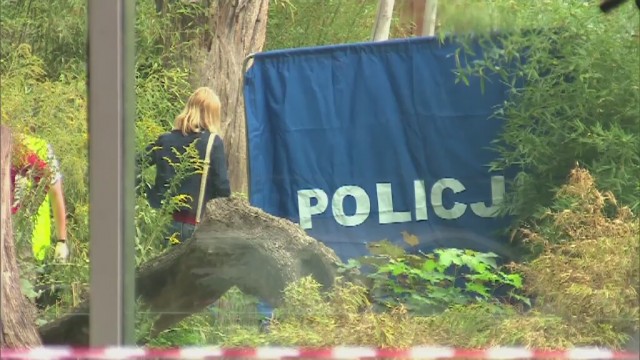 Do wypadku we wrocławskim ogrodzie zoologicznym doszło w środę rano na wybiegu tygrysów sumatrzańskich. Prawdopodobnie zwierzę zaatakowało opiekuna podczas sprzątania wybiegu i klatki.