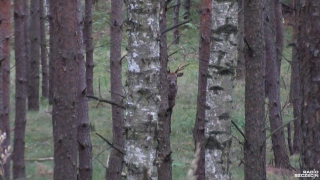 Szukają wrażeń spędzając zimną noc przyczajeni w lesie i jeszcze za to płacą. Wszystko po to, by usłyszeć straszliwe hałasy i zobaczyć jelenie na rykowisku, czyli podczas godów, które właśnie trwają.