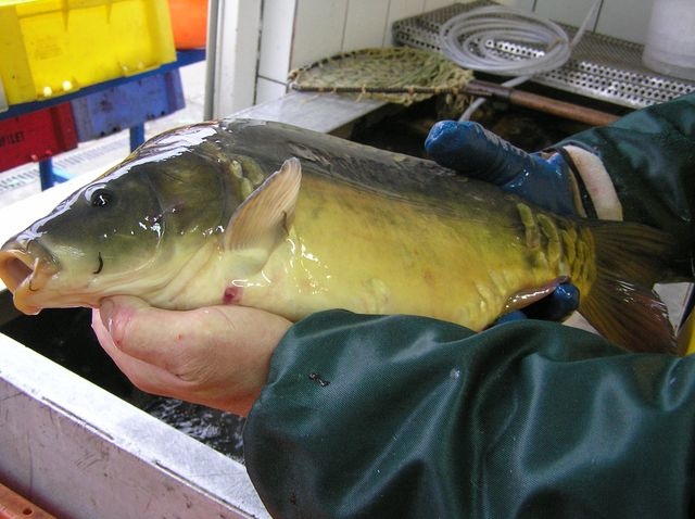 Rosjanie zamykają granice dla kolejnego produktu z Polski. Tym razem nałożyli embargo na produkty rybne, między innymi konserwy. Według Rosyjskiego Nadzoru Weterynaryjnego to dlatego, że polskie firmy nie zgadzają się na ich inspekcje.