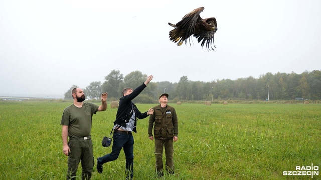 Uratowany z błotnistej mazi bielik odzyskał wolność. Ptak wrócił na łono natury nieopodal pola refulacyjnego w Świnoujściu, gdzie został odnaleziony.