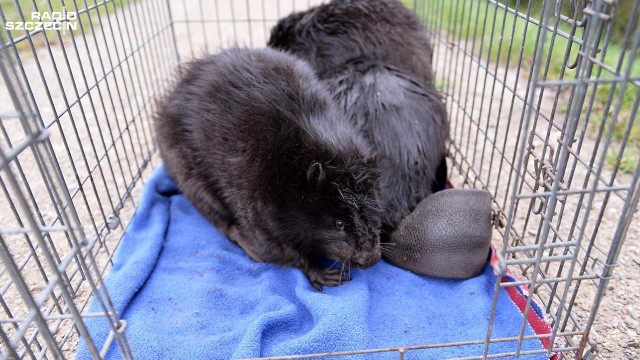 Rodzina bobrów wróciła na łono natury. Zwierzęta zostały wypuszczone na wolność na terenie rozlewisk Odry między Radziszewem a Gryfinem.