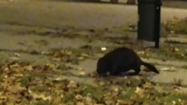 Nasz słuchacz sfilmował zwierzę przebiegające przez jedno z rond w mieście. Jedni się boją, dla innych zwierzęta są atrakcją. Przyrodnicy mówią, że nie należy się ich obawiać, ale lepiej je omijać.