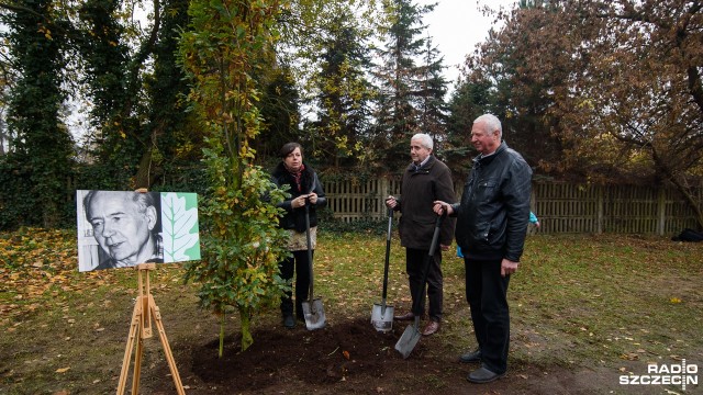 Trzy młode dęby będą od poniedziałku rosły na szczecińskim Cmentarzu Centralnym. To drzewka pamięci zasadzone w Dzień Zaduszny w hołdzie byłym mieszkańcom Szczecina.