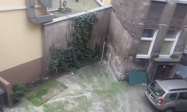 Otrute gołębie w centrum Szczecina. Mieszkanka kamienicy przy ul. Krzywoustego znalazła trzy słaniające się ptaki na podwórku. Jeden gołąb nie przeżył. Powiadomiła miejskie służby.
