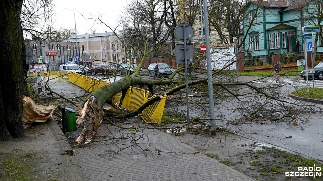 Zachodniopomorscy strażacy ponad 150 razy wyjeżdżali do powalonych w regionie drzew. Kilkadziesiąt ulic w Szczecinie nie ma prądu.