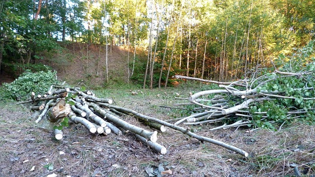 Miasto wprowadza usługę odbioru odpadów zielonych zimą czyli patyków, gałęzi, liści. Dzięki temu śmieci będą odbierane przez cały rok.