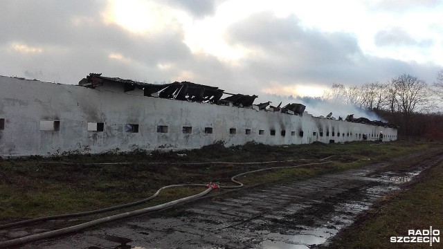 Spłonęła ferma drobiu w podnowogardzkim Strzelewie. Pożar wybuchł około 7 rano. Z ogniem walczyło sześć zastępów straży pożarnej.