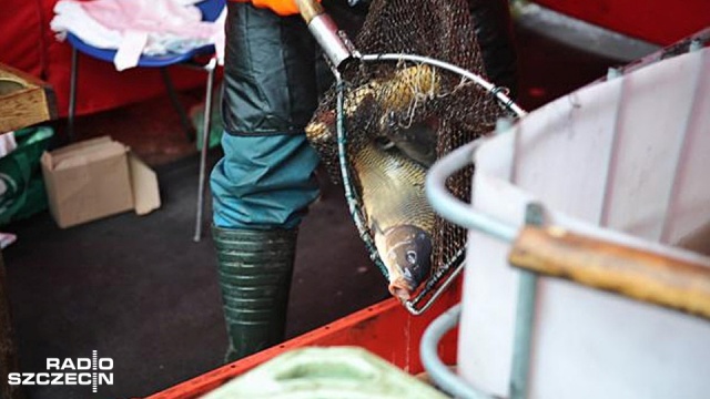 Za karpie na święta zapłacimy więcej niż w ubiegłym roku - ostrzegają hodowcy ryb. A wszystko z powodu suszy.