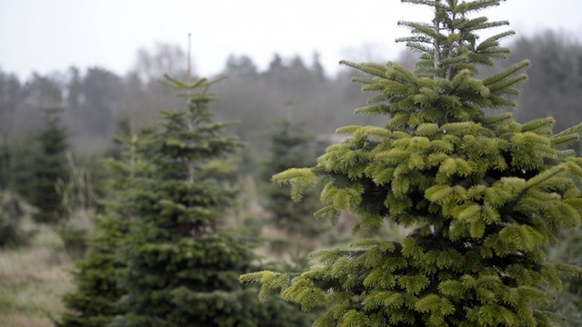 Siedem tysięcy choinek przygotowała do sprzedaży Regionalna Dyrekcja Lasów Państwowych w Szczecinie. Sprzedaż drzewek prowadzą nadleśnictwa.
