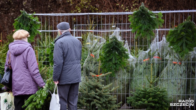 Najpopularniejszy jest świerk pospolity. Jednak w sprzedaży są też świerk srebrny, jodła pospolita i jodła kaukaska.