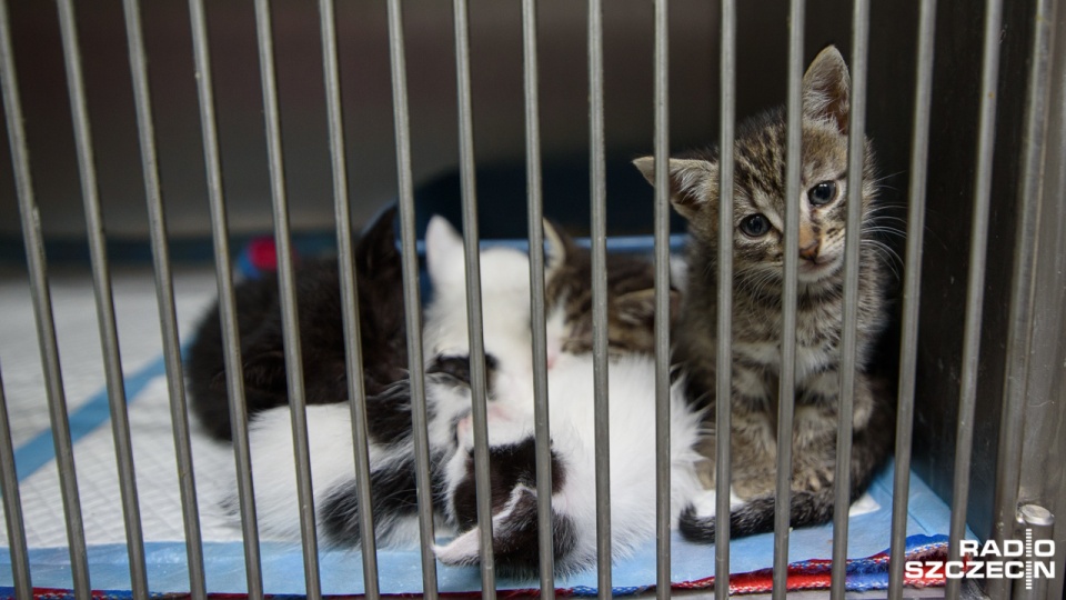 Fot. Konrad Nowak [Radio Szczecin]