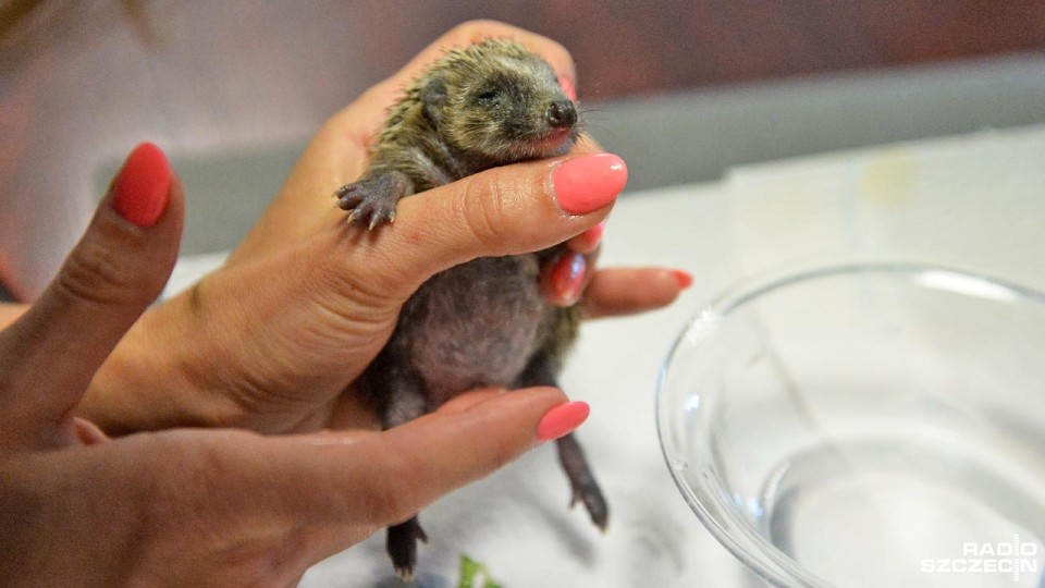 Osierocone jeże pod opieką szczecińskiej Fundacji na Rzecz Zwierząt "Dzika Ostoja". Fot. Łukasz Szełemej [Radio Szczecin]