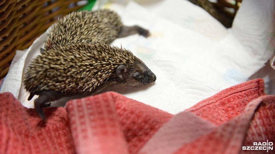 Osierocone jeże pod opieką szczecińskiej Fundacji na Rzecz Zwierząt "Dzika Ostoja". Fot. Łukasz Szełemej [Radio Szczecin]