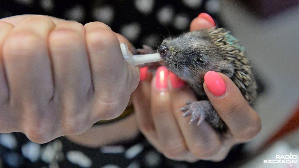 Osierocone jeże pod opieką szczecińskiej Fundacji na Rzecz Zwierząt "Dzika Ostoja". Fot. Łukasz Szełemej [Radio Szczecin]