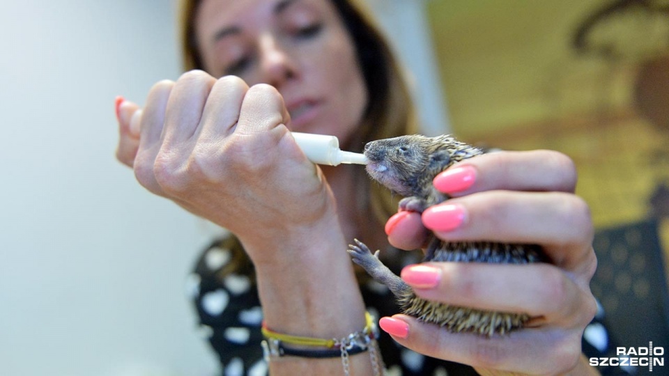 Osierocone jeże pod opieką szczecińskiej Fundacji na Rzecz Zwierząt "Dzika Ostoja". Fot. Łukasz Szełemej [Radio Szczecin]