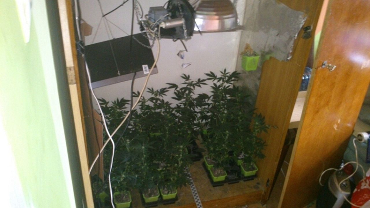 A w mieszkaniu blisko kilogram marihuany gotowej do sprzedaży. Białogardzcy policjanci z wydziału kryminalnego zatrzymali 27-letniego plantatora.