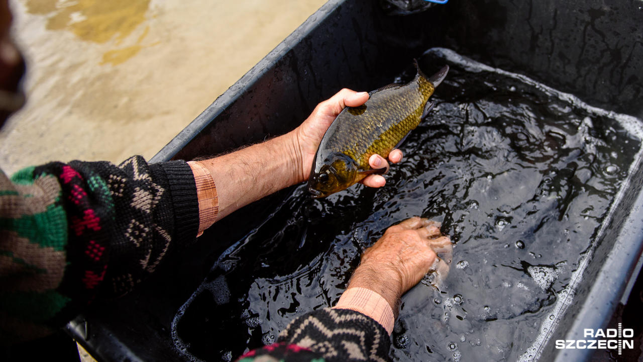 Nawet o 5 złotych więcej niż w ubiegłym roku trzeba będzie zapłacić za kilogram żywego karpia.