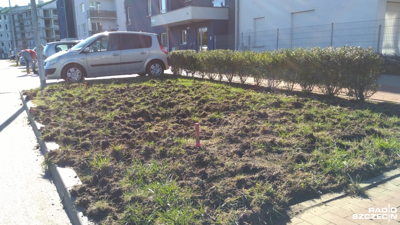 Pół miliona złotych - na tyle wyceniane są straty, spowodowane przez dziki w Szczecinie.