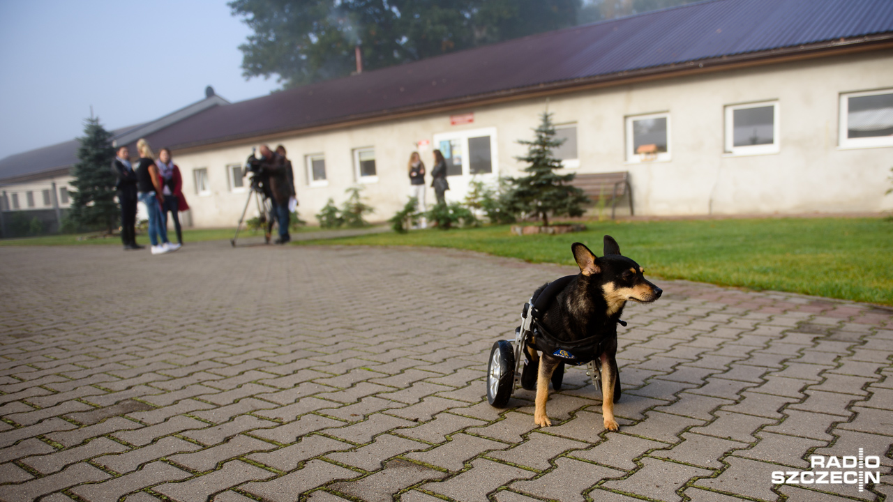 Sparaliżowany kundelek Tom szczęśliwie dotarł do Nowego Jorku. W czwartek opiekunka ze Schroniska w Sosnowicach pod Gryficami zawiozła psa do Warszawy, skąd o godzinie 17 wyleciał do nowego domu.