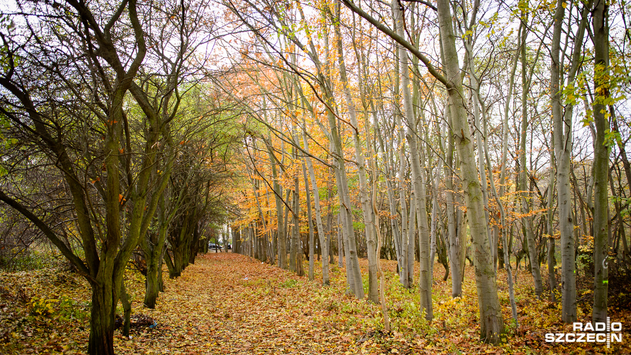 Szczeciński Park Przygodna wzbogaci się o nową ścieżkę spacerową, która połączy się z ulicą Szeligowskiego i terenami rekreacyjnymi nad jeziorkiem Słoneczne na Gumieńcach.