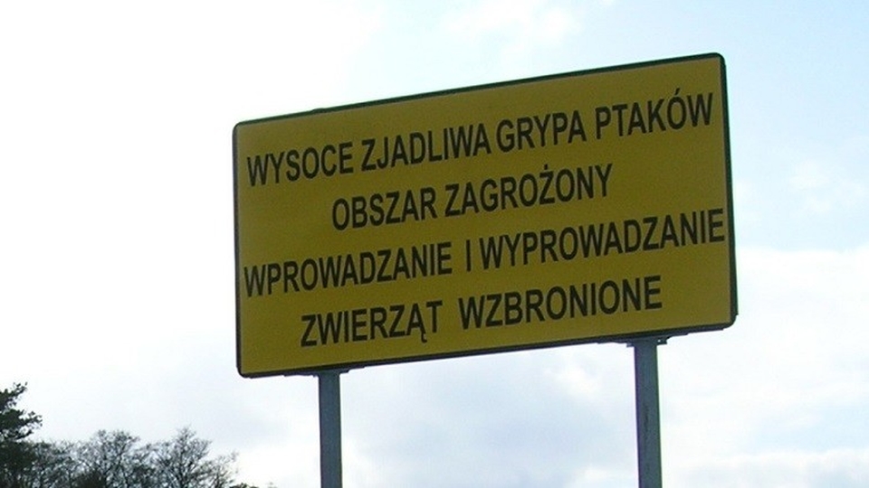 Odszkodowania dla rolników za wystąpienie ptasiej grypy mają pokryć ich straty na zasadach rynkowych - zapowiada wiceminister rolnictwa Ewa Lech. W tym miesiącu na terenie kraju wykryto 15 ognisk wirusa H5N8. Najwięcej w województwie lubuskim, w rejonie zakładów produkcyjnych.