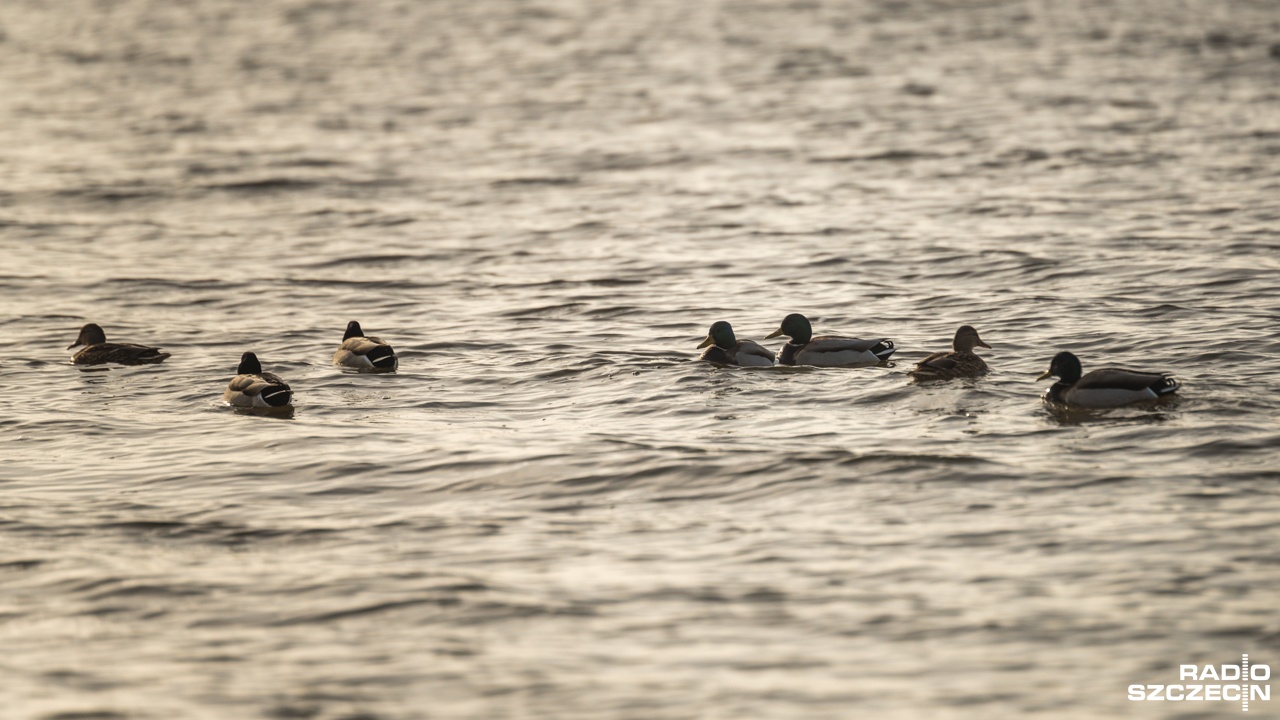 Nasze służby weterynaryjne na bieżąco informują inne kraje o sytuacji związanej z ptasią grypą w Polsce - podało ministerstwo rolnictwa.